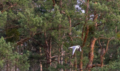 Adult summer plumage black headed gull Chroicocephalus ridibundus fly from side with trees, Czech republic
