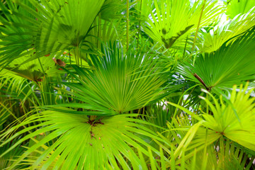 Leaves of palm trees in the park