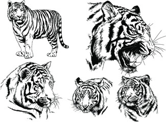 vector drawings sketches different predator , tigers lions cheetahs and leopards are drawn in ink by hand , objects with no background