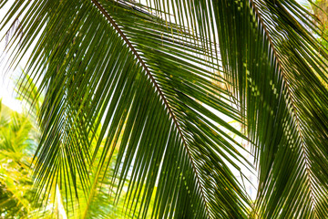 Obraz na płótnie Canvas Leaves of palm trees in the park