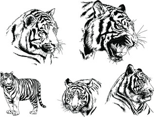 vector drawings sketches different predator , tigers lions cheetahs and leopards are drawn in ink by hand , objects with no background