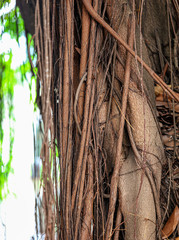 The roots of a tree grow outside