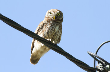Little Owl perched on an electrical cable. Athene noctua