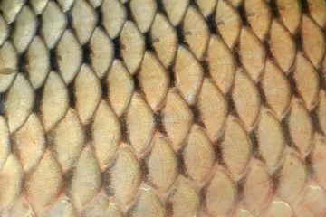 The scales of carp,close-up photo © hanmaomin