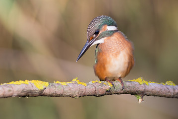 Sitting on a beautiful branch. Kingfisher, Alcedo.