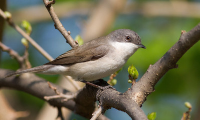 Lesser whitethroat, Sylvia curruca. Little songbird. Close-up