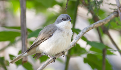 Fototapeta premium Lesser whitethroat, Sylvia curruca. Little songbird. Close-up