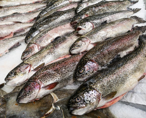 Chilled trout fish in ice