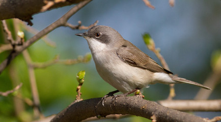 Fototapeta premium Lesser whitethroat, Sylvia curruca. Little songbird. Close-up, bird sits on a branch