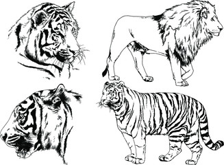 set of vector drawings on the theme of predators tigers are drawn by hand with ink tattoo logos