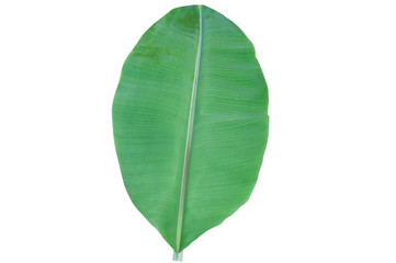 Obraz premium Banana leaves isolated on a white background.