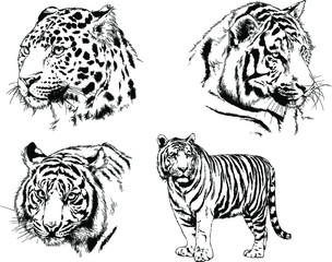 set of vector drawings on the theme of predators tigers are drawn by hand with ink tattoo logos