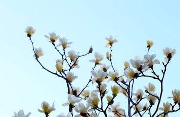 Magnolia in full bloom on a blue background