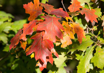 Autumn forest. Colored leaves close-up. Oak leaves