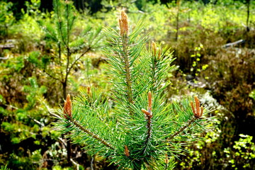 Pine tree blossoms buttons in close up in spring time. Pine tree blossoms buttons in close up            