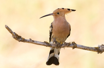 Hoopoe, Upupa epops. Bird on a gold background