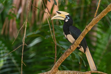 Oriental Pied-hornbill - Anthracoceros albirostris, small beautiful hornbill from Southeast Asian forests and woodlands, Pangkor island, Malaysia.