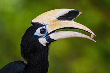 Oriental Pied-hornbill - Anthracoceros albirostris, small beautiful hornbill from Southeast Asian forests and woodlands, Pangkor island, Malaysia.
