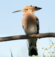 Hoopoe, Upupa epops. Shade of a tree on a bird. Flowers in the frame © Юрій Балагула