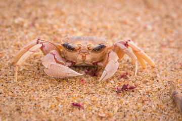 Oh crabs