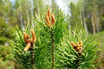 Pine tree blossoms buttons in close up in spring time. Pine tree blossoms buttons in close up            