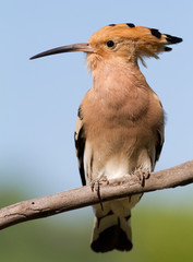 Hoopoe, Upupa epops. The bird sits on a branch against the sky
