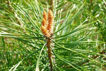 Naklejka na ściany i meble Pine tree blossoms buttons in close up in spring time. Pine tree blossoms buttons in close up 