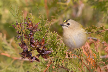 Goldcrest, Regulus regulus, golden-crested kinglet. Songbird.