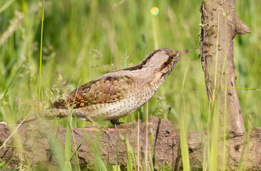 Wryneck, Jynx, Jynx torquilla. Bird hunts ants