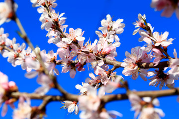 Peach blossoms in full bloom in the sky background