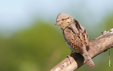 Wryneck, Jynx, Jynx torquilla. A bird sits on a thick old dry branch