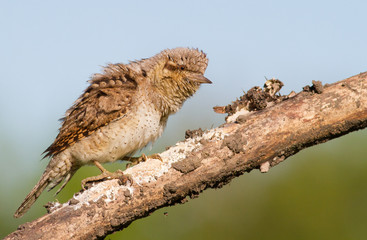 Wryneck, Jynx, Jynx torquilla. The bird is angry, nervous