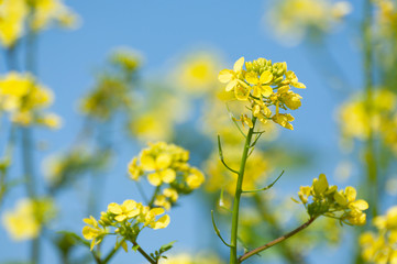 Mustard wild flowers in nature