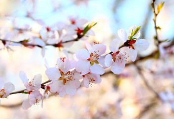 Peach blossoms in full bloom in the sky background