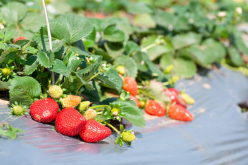 Red Strawberry Field in picking season