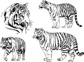 set of vector drawings on the theme of predators tigers are drawn by hand with ink tattoo logos