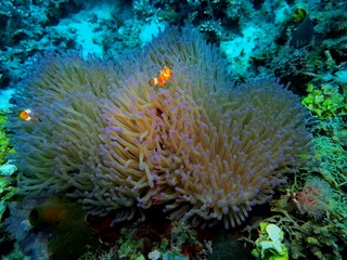 Naklejka na ściany i meble The amazing and mysterious underwater world of Indonesia, North Sulawesi, Manado, sea anemone