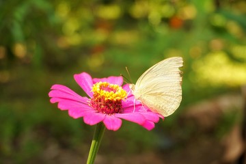 a butterfly alighted on zinnia flowers