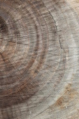 Naklejka premium brown wood lumber log texture background