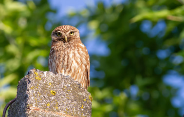 Little owl, Athene noctua. Owl sits on a concrete support on a background of trees