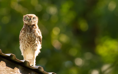 Little owl, Athene noctua. Owl is sitting on the roof of the house.