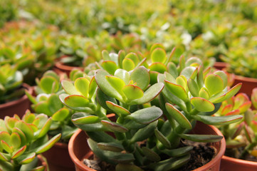 Obraz premium Crassula plants planted inside the plant nursery in Cameron Highland, Malaysia. Planted in small plastic pots for sale to customers. 