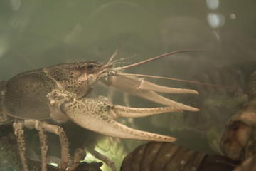 close up of a crayfish in aquarium