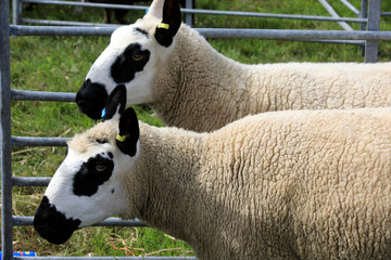 Obraz premium Orkney (Scotland), UK - August 05, 2018: Sheeps at annual agricultural shows, Orkney, Scotland, Highlands, United Kingdom