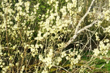 Beautiful pussy willow flowers close up on blue sky background. Blooming fluffy willow twig in early spring                    