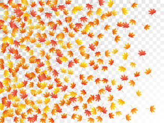 Maple leaves vector illustration, autumn foliage on transparent background.