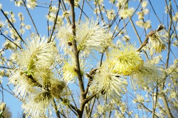 Beautiful pussy willow flowers close up on blue sky background. Blooming fluffy willow twig in early spring                    