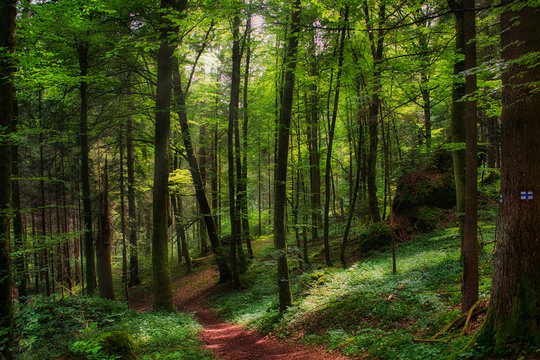 Blick in den gr&uuml;nen Wald bei herrlichem Sonnenlicht