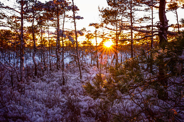 Latvia. A beautiful winter day in the swamp of Dunica