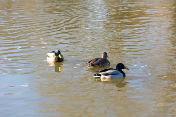 Kaczki w rzece © Heroc